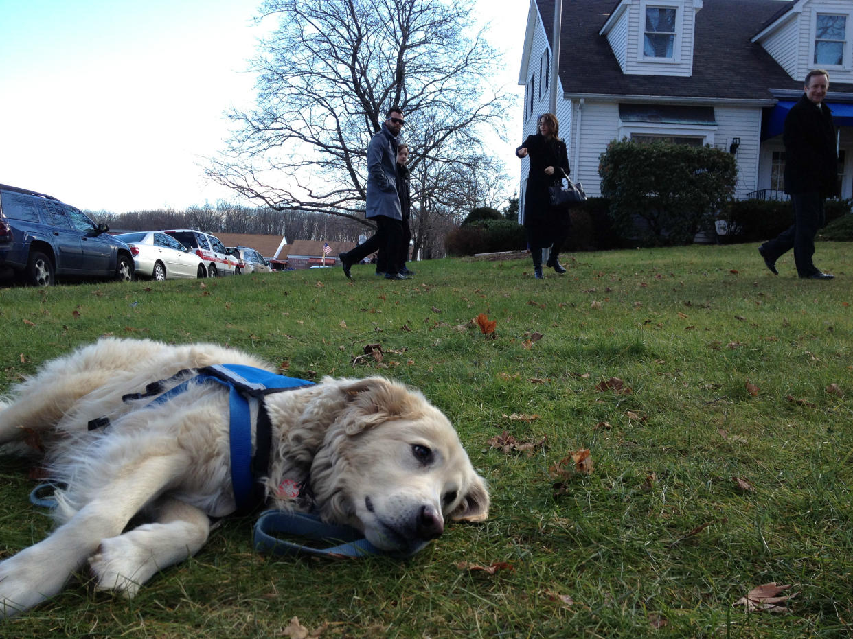 A comfort dog rests on the grass outside the funeral for a Sandy Hook school shooting victim as mourners leave the service. 