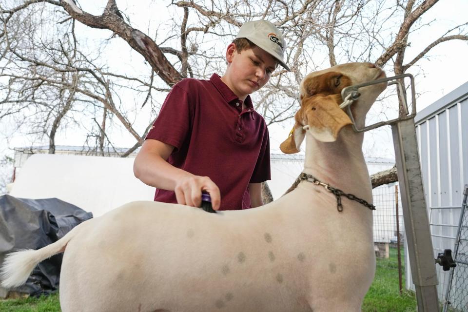 Luke Bauer brushes his goat Doo Dah at his home in Bastrop this month. Bauer, a junior at Cedar Creek High School, has put in long hours each day raising animals to show at Rodeo Austin. The rodeo will run through March 25 at the Travis County Exposition Center.