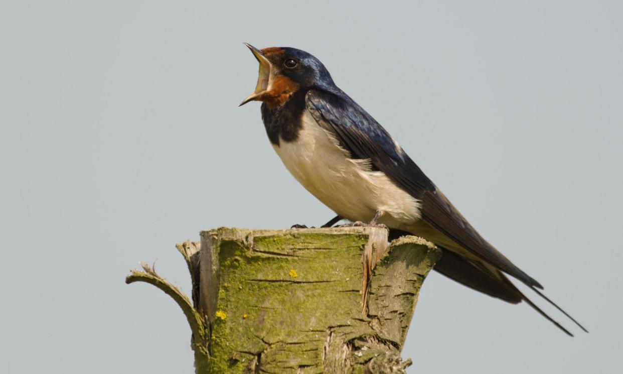 <span>The decline of insects means there is less food around for birds like swallows. </span><span>Photograph: Steve Hedges wildlife photography/Alamy</span>