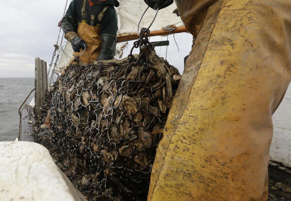 In this Dec. 20, 2013 picture, crew members Danny Benton, back left, and Ted Williams Daniels dump a dredge full of oysters onto the deck of the skipjack Hilda M. Willing in Tangier Sound near Deal Island, Md. (AP Photo/Patrick Semansky)