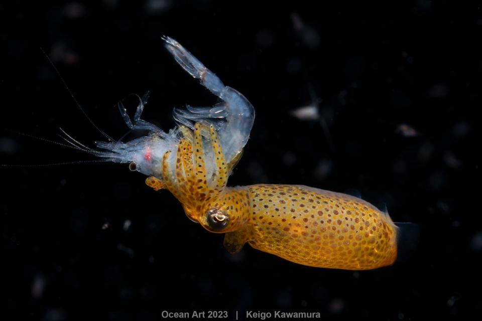 「海洋藝術水下攝影比賽」黑水獎項首獎。 Keigo Kawamura© Ocean Art 2023