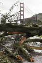 A fallen tree that was knocked down by recent severe weather lies in the Horseshoe Bay parking lot in front of the Golden Gate Bridge in Sausalito, Calif., Thursday, Feb. 14, 2019. Waves of heavy rain pounded California on Thursday, filling normally dry creeks and rivers with muddy torrents, flooding roadways and forcing residents to flee their homes in communities scorched by wildfires. (AP Photo/Michael Short)