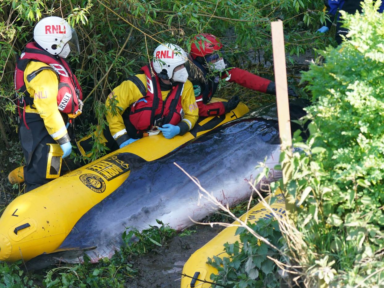 <p>Members of the RNLI attempt to assist the minke whale at Teddington lock</p> (PA)