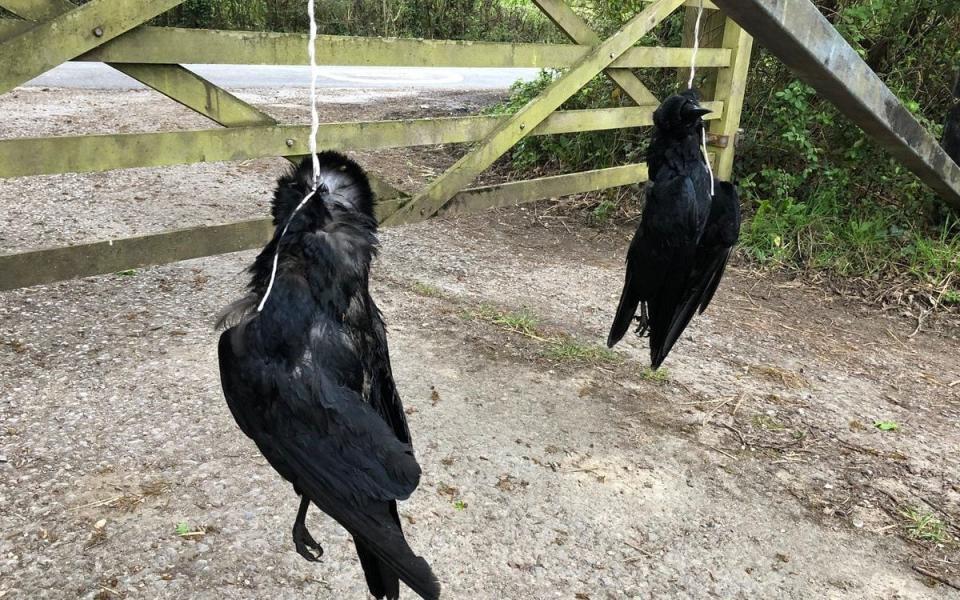 Chris Packham complained that activists had tied dead rooks to his gate - Chris Packham/Twitter