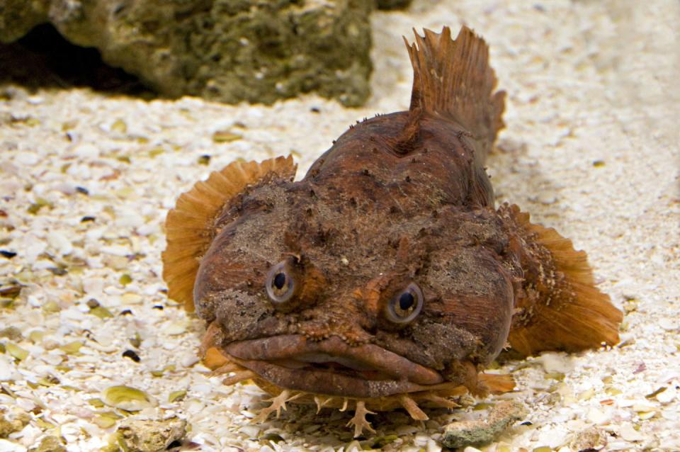Orange Toadfish