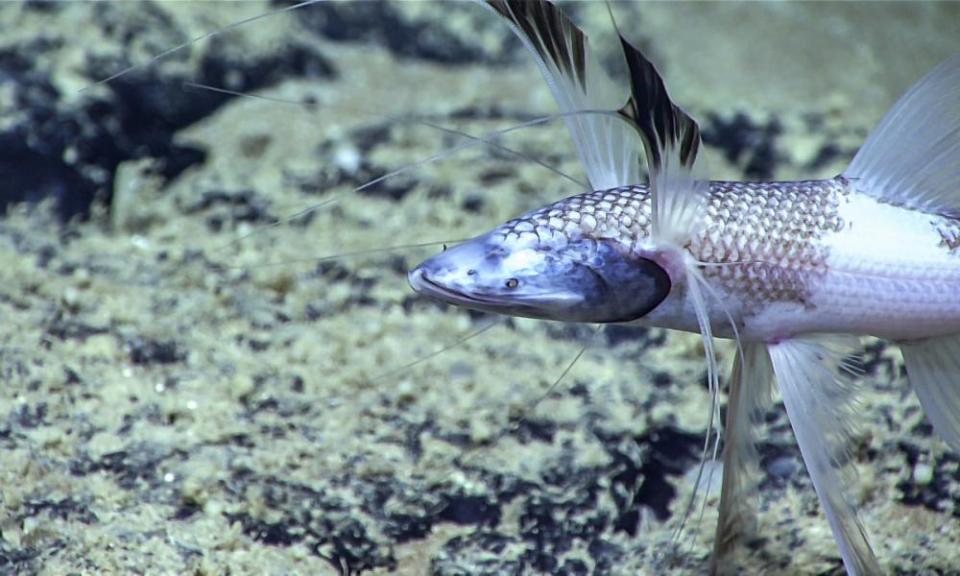 <span>Photograph: NOAA Office of Ocean Exploration and Research/PA</span>