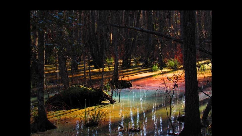 Pools of explosive color that only appear in the right light and at the right temperature are appearing in the murky brown swamp water at Congaree National Park.