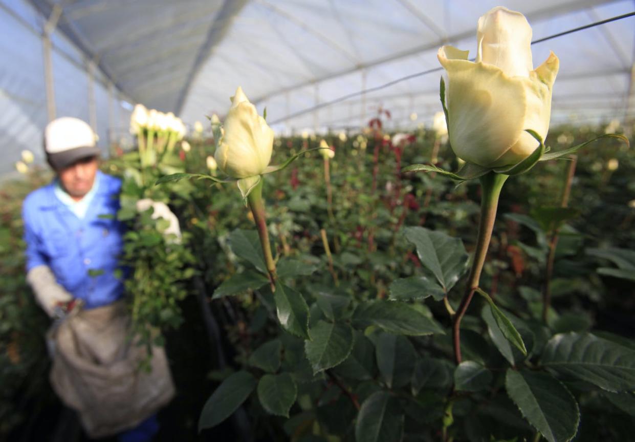 <span class="caption">Colombia is the world's second-biggest cut flower exporter. </span> <span class="attribution"><span class="source">AP Photo/Fernando Vergara</span></span>