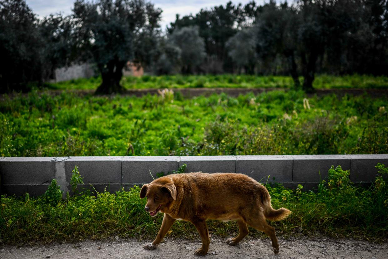 PORTUGAL-ANIMAL-GUINNESS-AGE-RECORD (Patricia De Melo Moreira / AFP via Getty Images)