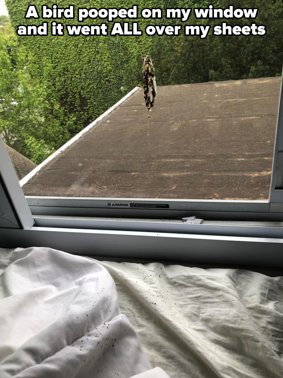 Bird poop comes through a window and lands on their sheets