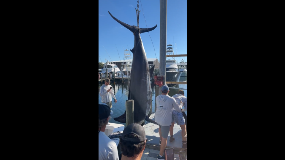 The fish weighed in at 1,145.6 pounds, according to a fishing club.