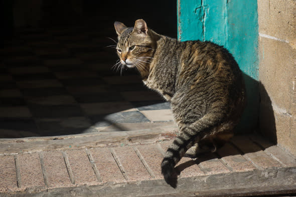 cat from fuerteventura travels 2,000 miles to scotland