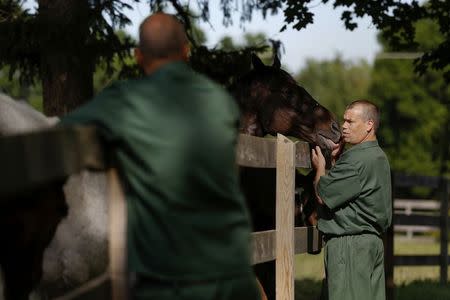 John Cook, an inmate at the State of New York Wallkill Correctional Facility, pets a retired thoroughbred on a prison farm in Wallkill, New York June 16, 2014.REUTERS/Shannon Stapleton