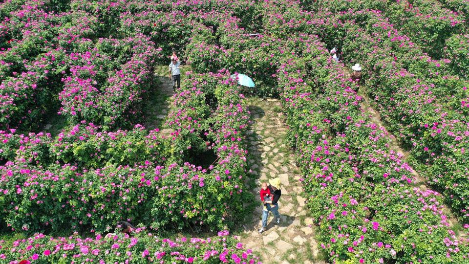 Tourists enjoy a flower maze in China, on April 11, 2023. 