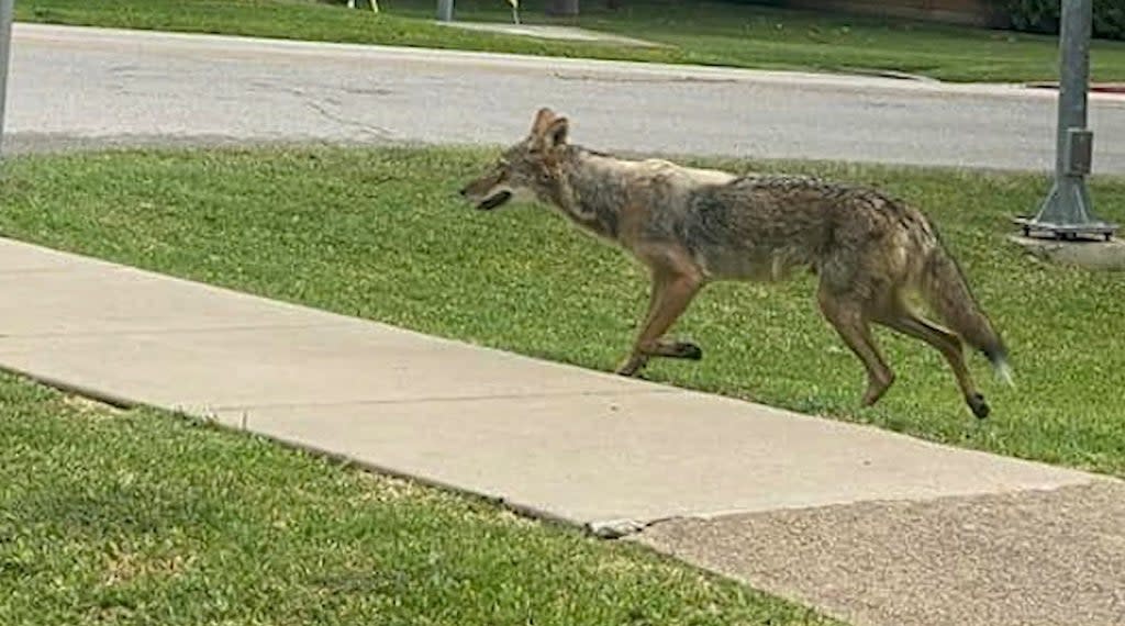 A coyote attacked a 2-year-old child in the 9200 block of Royalpine Drive, near White Rock Trail in Dallas, Texas (Screengrab/WFAA)