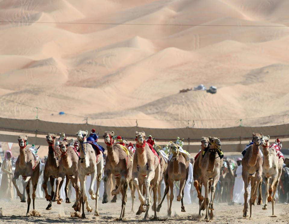 <p>Camels race during the Moreeb Dune Festival on Jan. 1 in the Liwa desert. (Photo: Karim Sahib/AFP/Getty Images) </p>