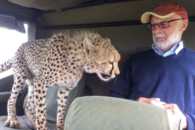 Maasai Mara National Reserve cheetah jumps into safari vehicle