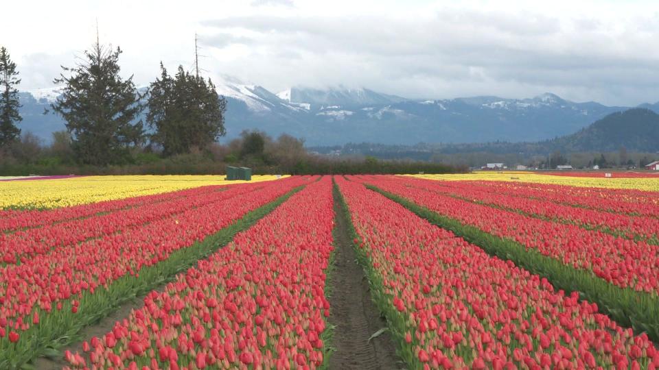 Skagit Valley in Washington State is home to an annual tulip festival. / Credit: CBS News