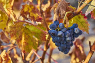 <strong>6e</strong> - Bodegas de los Herederos del Marqués de Riscal / Espagne