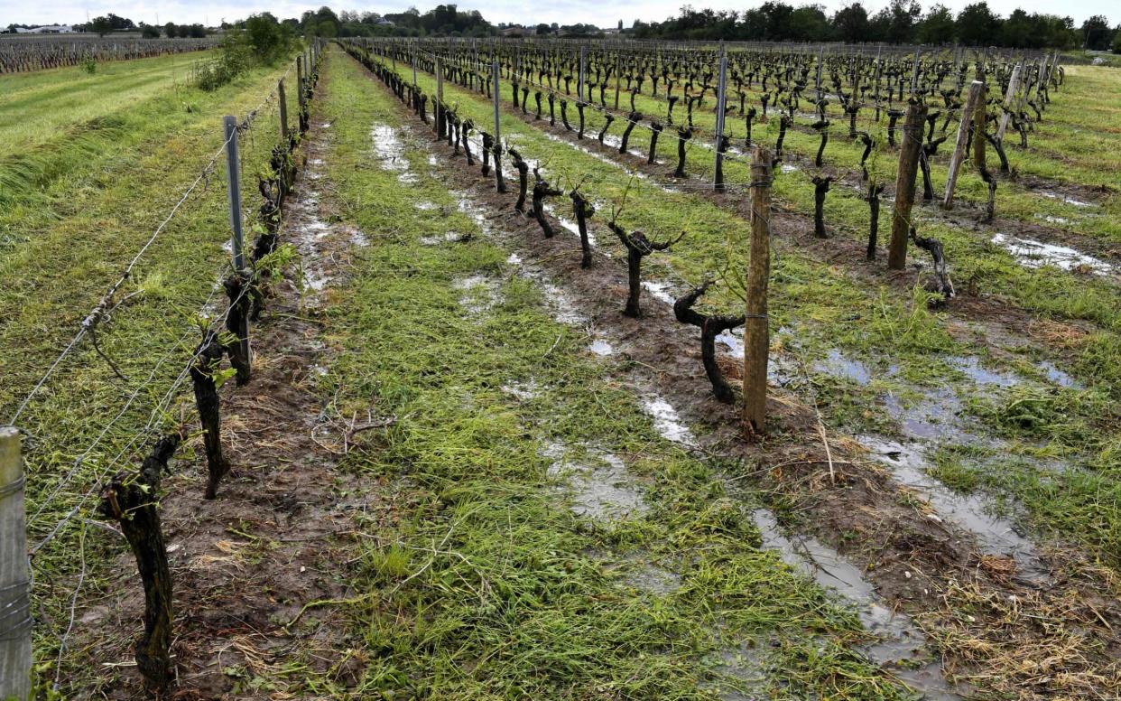 A violent storm left vines damaged and without leaves in this vineyard in Macau, near Bordeaux  - AFP