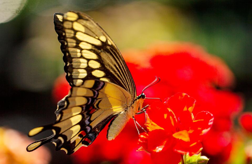 A swallowtail butterfly lands on one of the flowers for sale at the nursery at the Edison and Ford Winter Estates.