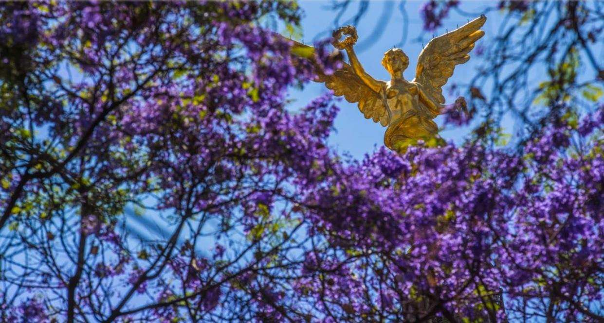 Jacarandas en la Ciudad de México / Foto: El Universal