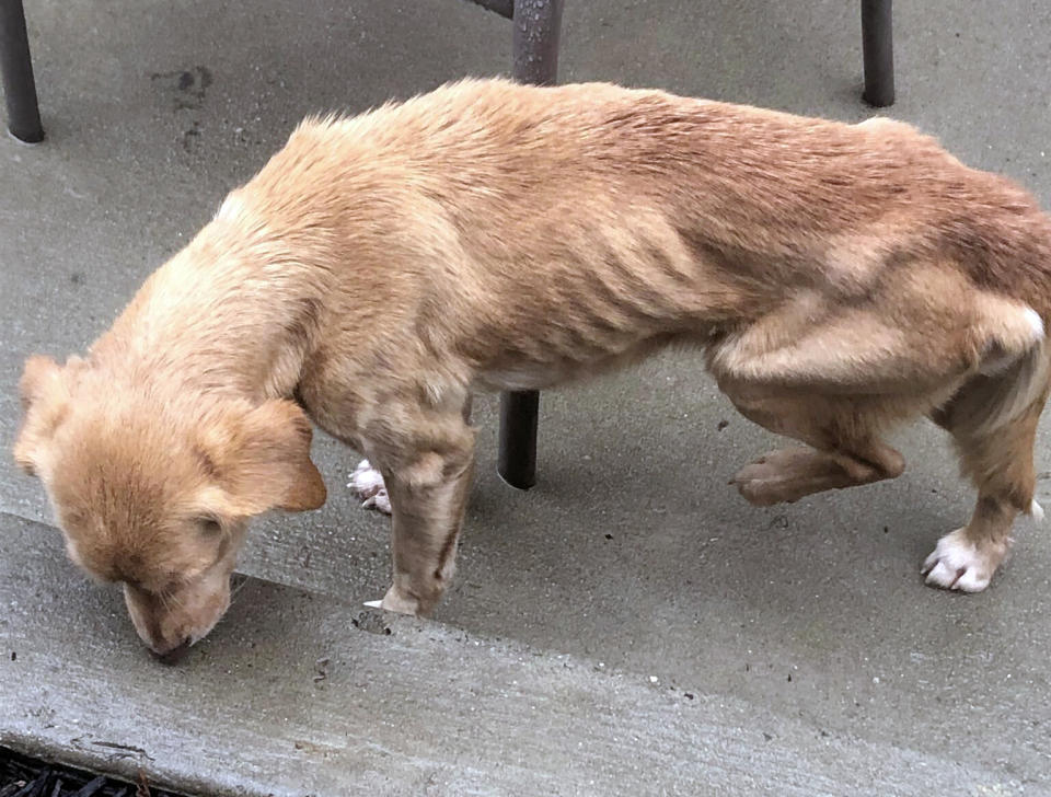 This undated photo provided by Jack Jokinen shows a malnourished dog that wandered into Jokinen's Philadelphia home during a storm. Jokinen said his wife found the dog when she went to grab a pacifier for their baby at 4 a.m. Saturday. Jokinen took the dog, who is now named Suzy, to the vet where he learned that she had fleas, ticks and a heart murmur among other ailments. (Jack Jokinen via AP)