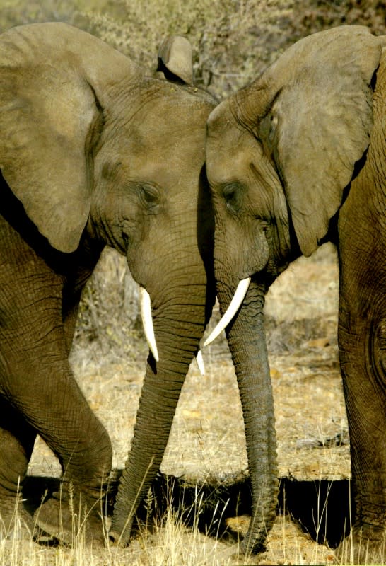 FILE PHOTO: A pair of African Elephants nuzzle up to each other at the Mokolodi Nature Reserve in Gaborone