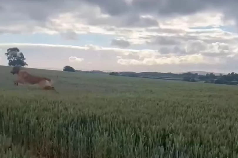 Monty Don's dog Ned jumping in a field of wheat