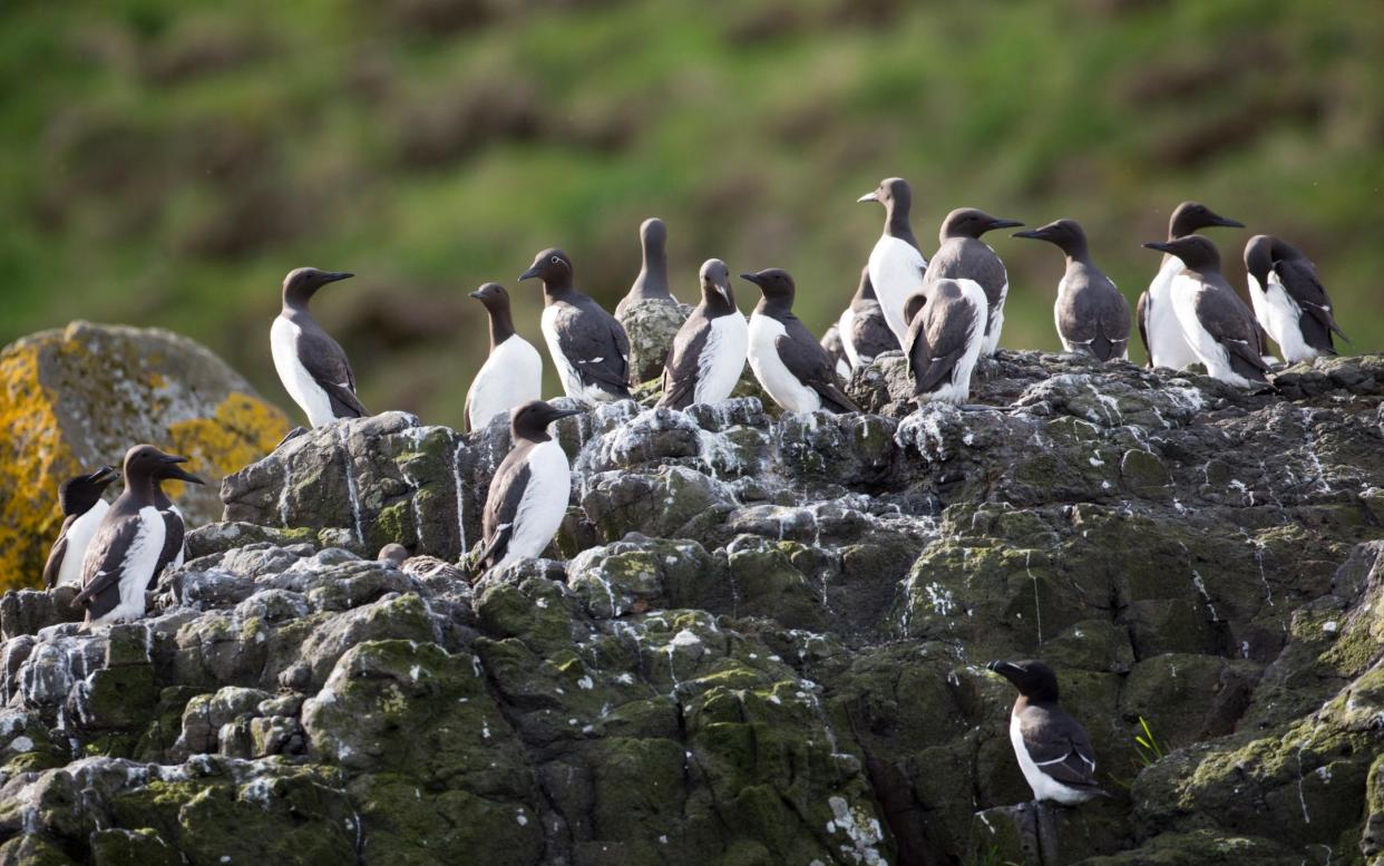 Guillemot breeding pairs are down this year, according to the National Trust of Scotland