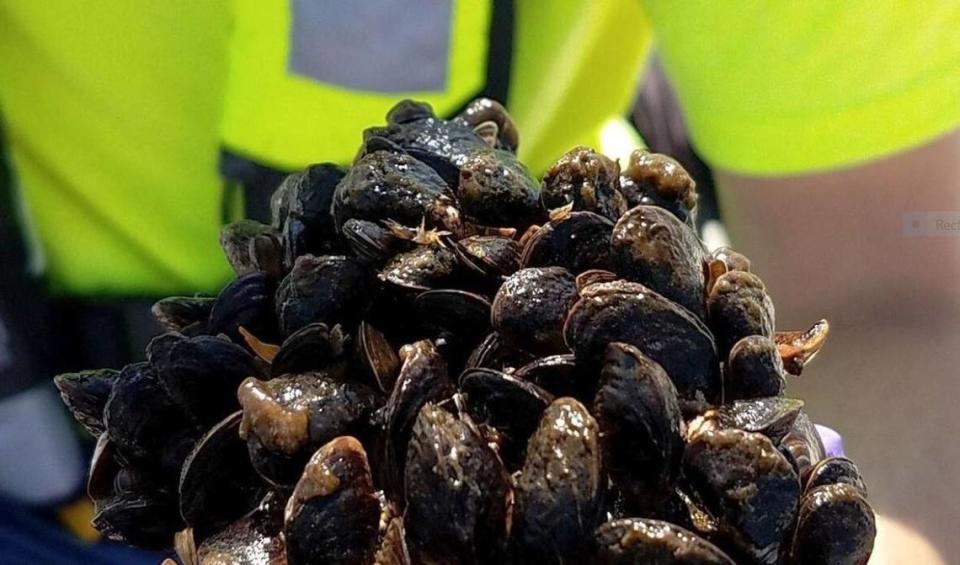 Zebra mussels, shown here, are an invasive species threatening native mollusk populations.