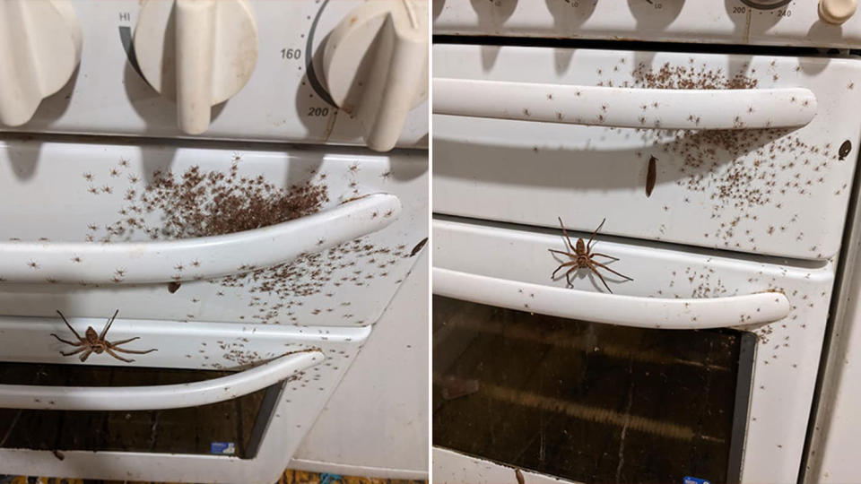 A huntsman and what appears to be several baby spiders were spotted on an oven. Source: Facebook/Australian Native Animals