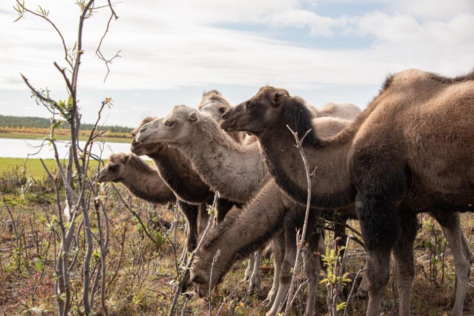 Camels clear the way for grasslands by eating the shrub (Valentina Morriconi)