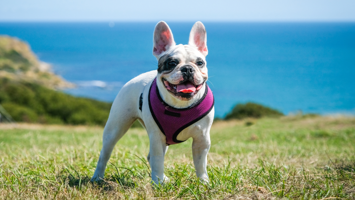  Dog wearing a harness in front of a seaside and grass landscape. 