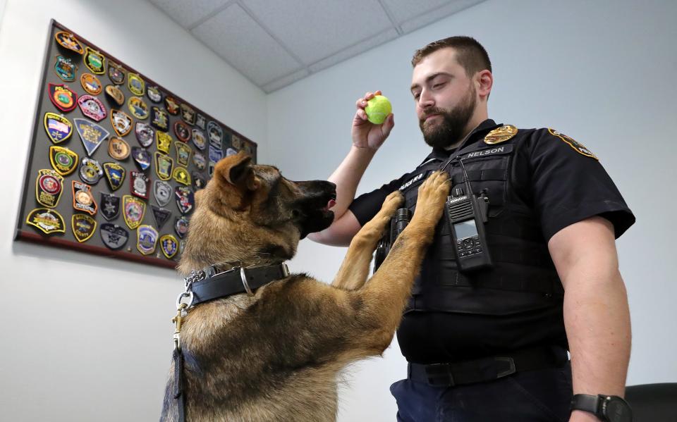 Streetsboro Police Detective Luke Nelson plays ball with his partner Mika at the station, Tuesday, April 2, 2024, in Streetsboro.