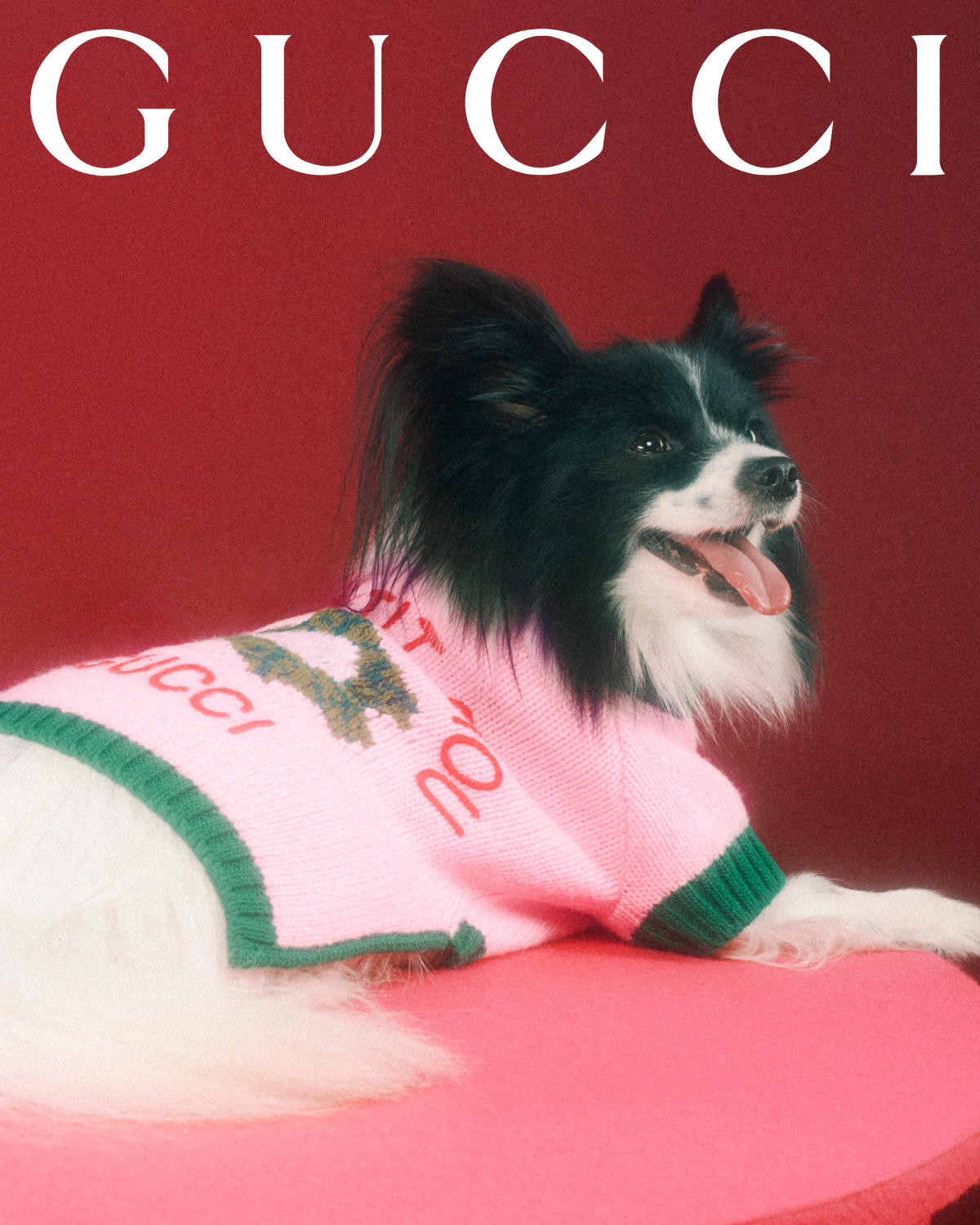 Behind the Explosive Business of Designer Pet Accessories – WWD