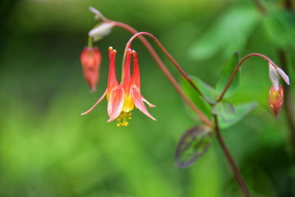 red columbine, perennial flower with trumpet shape