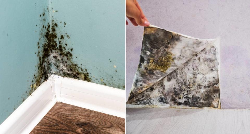 Different types of mould shown in homes