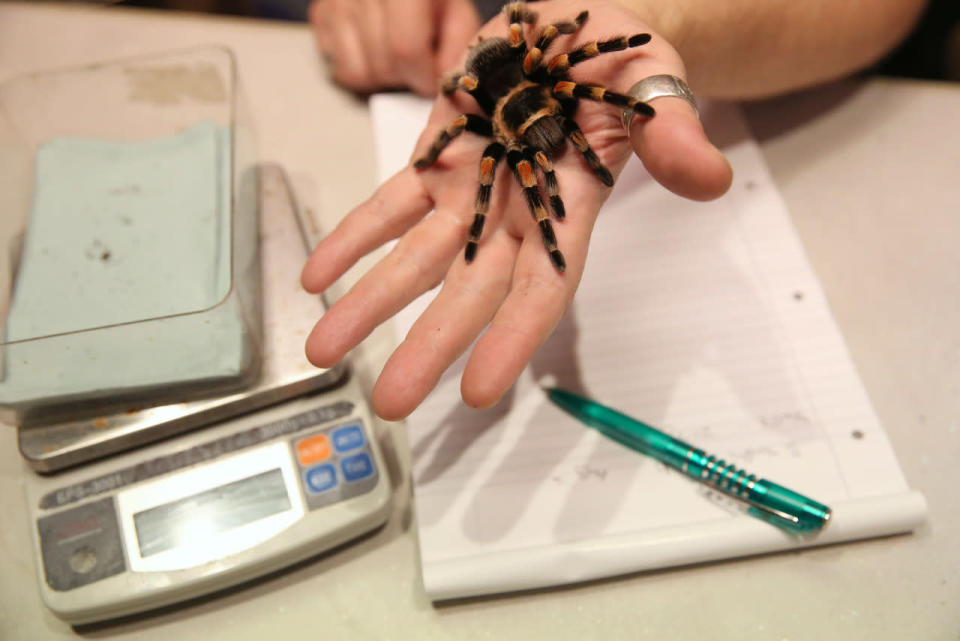 <p>A red-kneed tarantula is held during the annual weigh-in at London Zoo, August 24, 2016. (Neil Hall/Reuters)</p>