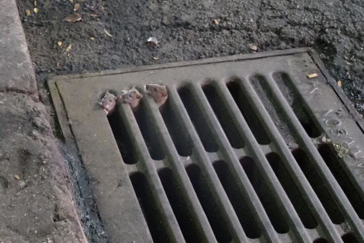 Una familia de ratas asomando por una alcantarilla. Crédito: Michael Cammer, NYU