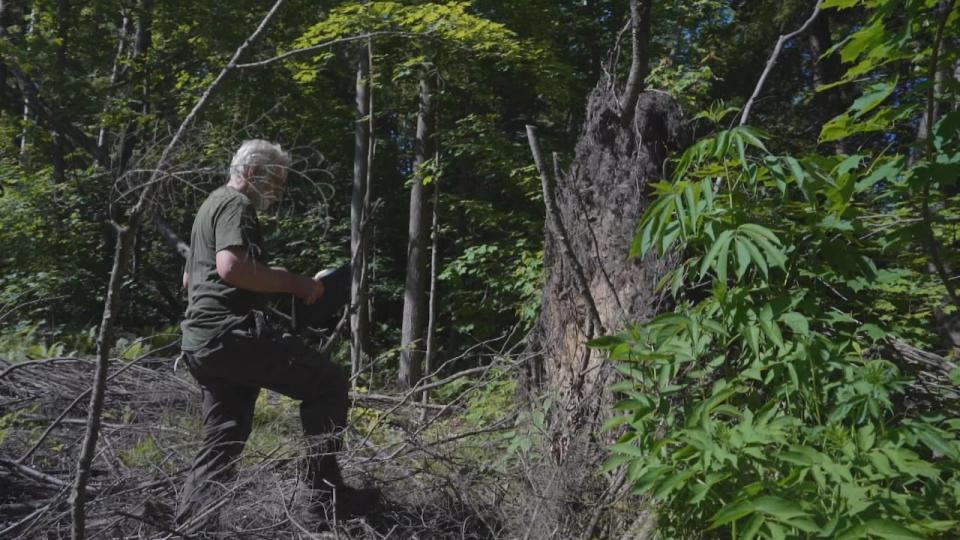 Jean Saint-Pierre, president of Boisés Est, analyzes uprooted tree from the derecho.