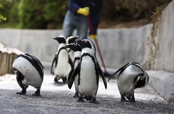 African penguins are also called jackass penguins because their loud calls sound like donkey brays.