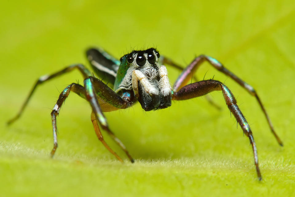 Spider in nature.