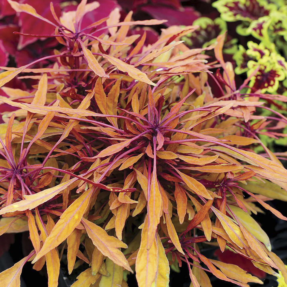This undated photo provided by Terra Nova Nurseries shows a FANCY FEATHERS Copper coleus plant. Nurseries and garden centers are expected to stock a plethora of similarly colored plants now that Pantone has named Peach Fuzz as its 2024 color of the year. Terra Nova Nurseries via AP)