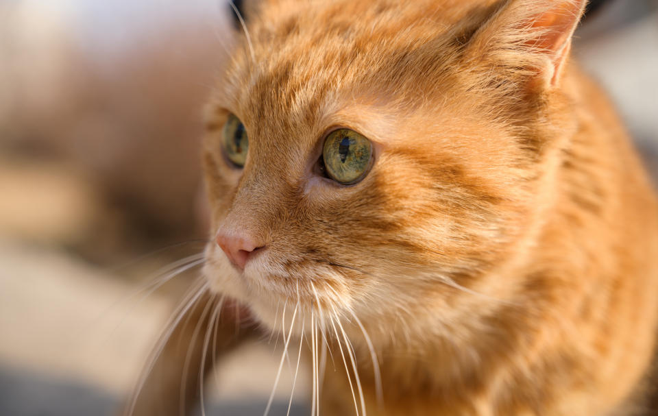 Picture of a ginger cat, illustrating a story on cats in HDB flats.