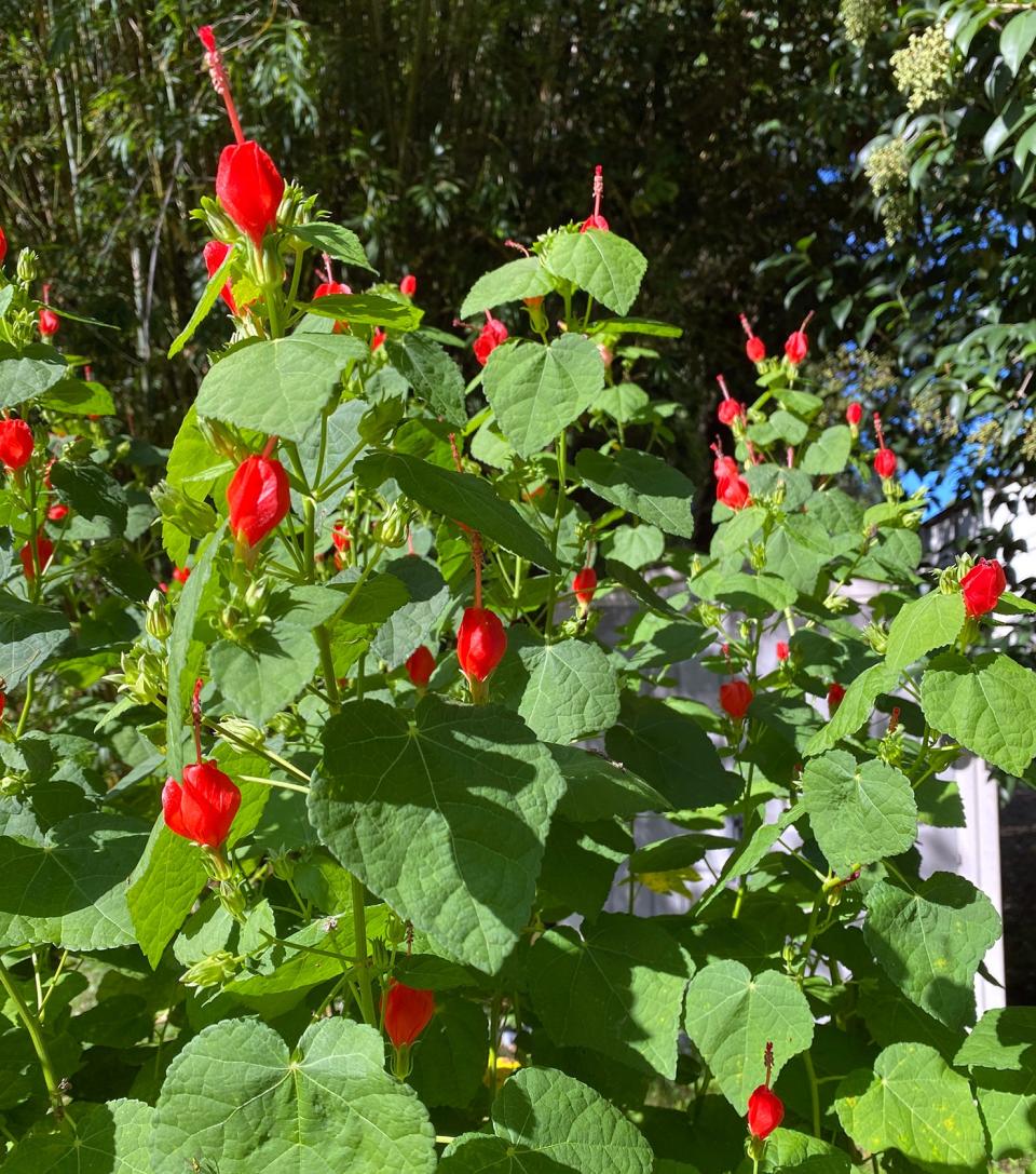 A native plant, red Turk’s Cap is a favorite of hummingbirds.