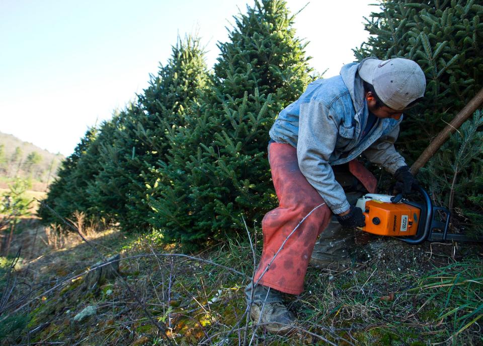 A man in bright orange coverings on his pants uses a power saw to cut down a Fraser fir Christmas tree