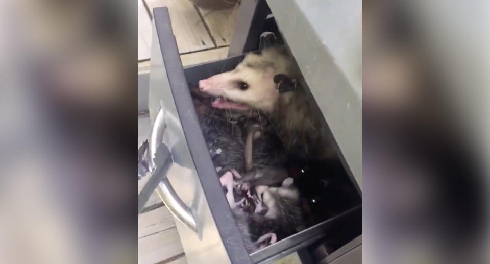 The woman discovered the opossum and its babies living in a drawer of the barbecue. Source: Twitter/@cozzi_cat