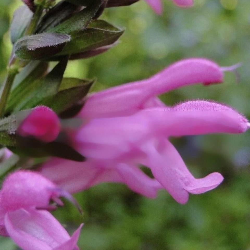 3) THIRD PLACE: Salvia PINK AMISTAD (‘Arggr17-011’)