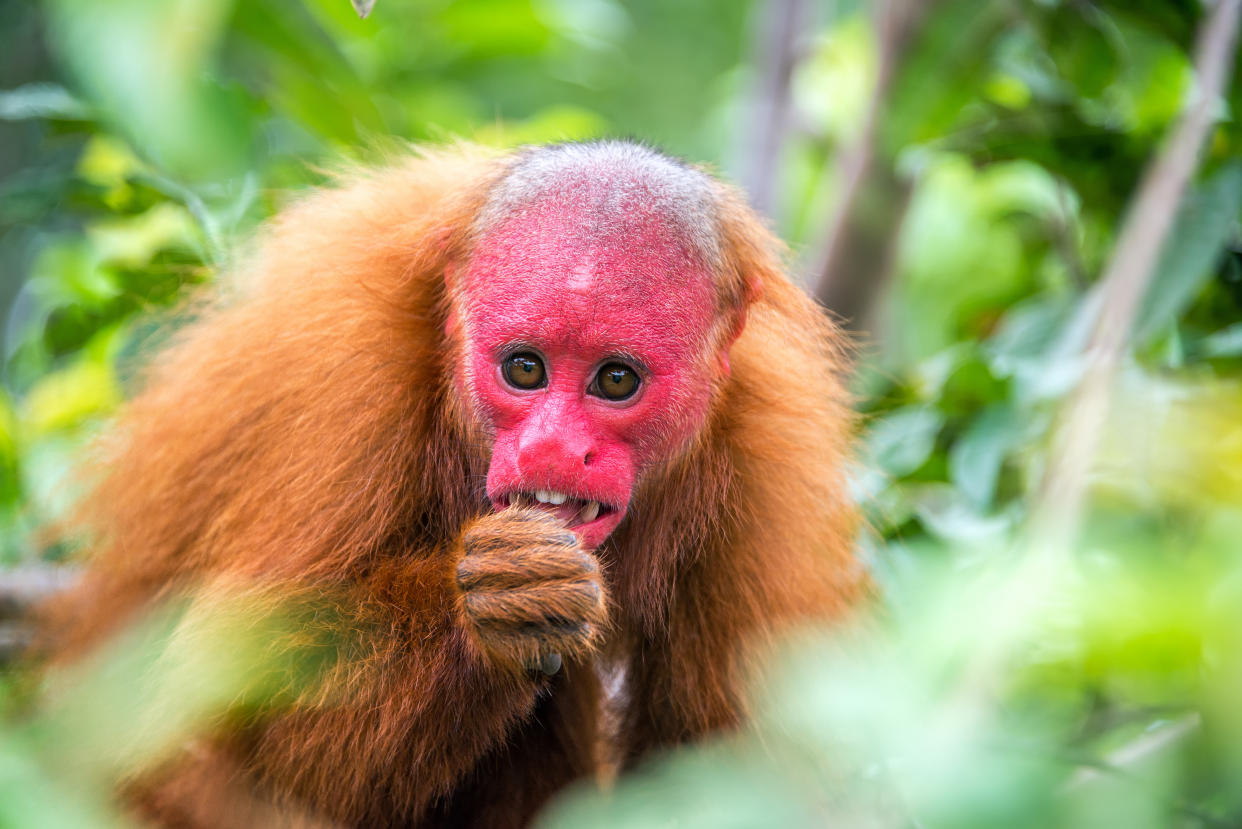 View of a Bald Uakari monkey in trees in the Amazon Rainforest near Iquitos, Peru